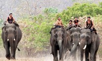 Elefantenzähmung der Volksgruppe der M'Nong