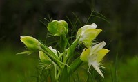 Einzigartige Blumensorten im Nationalpark Lo Go – Xa Mat