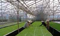 Anwendung der Hochtechnologie in der Landwirtschaft im Hochland Tay Nguyen