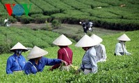 Teeherstellung nach dem VietGap-Standard in Tuyen Quang