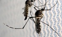 Vietnam erhöht Warnstufe bei Vorbeugung des Zika-Virus