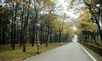 Laubverfärbung im Nationalpark Ba Vi 