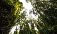 Finnische Unternehmen wollen in Forstwirtschaft in Vietnam investieren
