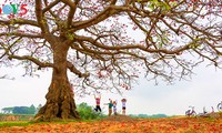 Bunte Bombax ceiba-Bäume in den ländlichen nordvietnamesischen Gebieten