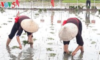 Das einzigartige Fest zum Beginn der Reis-Saison der Einwohner in Quang Yen