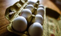 Fipronil-Eier: Italien beschlagnahmt Produkte eines frazösischen Unternehmens 