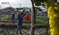Vorbereitung der Landwirtschaft auf den Klimawandel in Vietnam