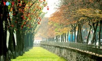 Farben des Herbstes in Hanoi