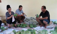 Vietnam exportiert erstmals grüne Mangos Son La nach Großbritannien