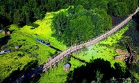 Die Schönheit des Tra Su-Cajuput-Walds in An Giang
