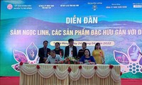 Provinz Kontum entwickelt Ngoc Linh-Ginseng zu touristischem Produkt