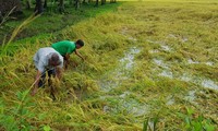 Effizienter Reisanbau auf großen Feldern in der Gemeinde Phu Can in Tra Vinh