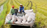 Vietnam kann im 2022 sieben Millionen Tonnen Reis im Wert von vier Milliarden US-Dollar exportieren