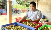 Erfolgreich durch Anbau der Vier-Jahreszeiten-Limetten in Tuyen Quang