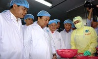 阮春福考察金欧省明富水产集团的出口虾加工模式