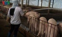 越南向中国出口猪肉情况
