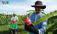 越南火龙果生产和出口中国概况