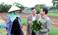 越南政府副总理武德但对兴安省无公害蔬菜生产模式进行考察
