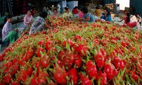 新年伊始越南通过老街口岸向中国出口一千五百吨火龙果