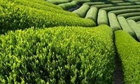 Aufbau vietnamesischer Teemarken