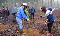 Bewohner in Phu Tho pflanzen Bäume zum Waldanbau