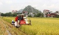 Ha Nam fördert die Zusammenlegung von Anbauflächen