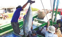 Den Export von Thunfischen aus Vietnam verbessern