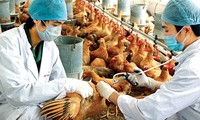 UNO hilft Vietnam beim Kampf gegen Vogelgrippe