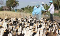 Forderungen des Premierministers zum Kampf gegen Vogelgrippe