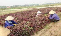 Schwerpunktgebiete für landwirtschaftliche Produktion in Quang Ninh