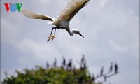 Störche-Garten Bang Lang – Symbol der Naturlandschaft im Süden