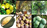 Mekong-Delta baut Handelsmarken für Exportfrüchte aus