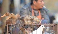 Sechs weitere Infektionsfälle mit dem Vogelgrippe-Virus H7N9 in China gemeldet