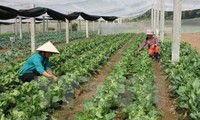 Zusammenarbeit von Nam Dinh und Miyazaki im Landwirtschaftsbereich