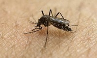 Aktive Prävention gegen Zika-Virus