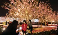 Eröffnung des Festes der Kirschenblüten und gelben Aprikosenblüten Yen Tu 2016