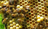 Bienenzucht und die Anpassung an den Klimawandel
