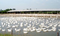 Änderung landwirtschaftlicher Produktion durch Förderung der Viehzucht im Mekong-Delta