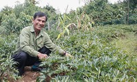 Bauern der Provinz Kon Tum bauen Heilpflanze an