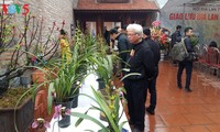 Fest der Orchideen in Hanoi