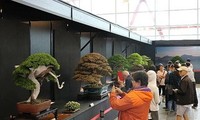 Asienpazifisches Bonsai & Suiseki-Fest in Suoi Tien