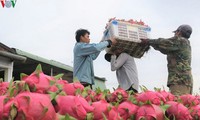 Vietnamesische Agrar-Produkte richten sich auf den indischen Markt