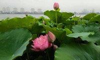 Lotus-Tee nach Art der Hanoier