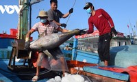 Japan ist der größte Importeur vietnamesischer Meeresfrüchte
