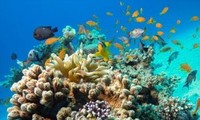 Satu alarm tentang kemerosotan terumbu karang yang serius di Laut Timur