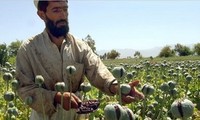 Afghanistan berencana menhapuskan 15.000 ha pohon candu