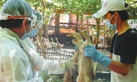 Vietnam belum mencatat kasus flu tipe A H7N9 pada manusia dan unggas