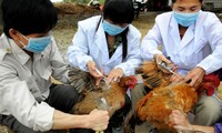 H7N9 merupakan salah satu virus yang paling mudah mengakibatkan kematian