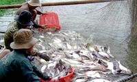 Kementerian Perdagangan Amerika Serikat mengenakan tarif yang tinggi bagi ikan Patin Vietnam
