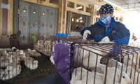Terus memperkuat pencegahan dan penanggulangan wabah flu burung di semua daerah di Vietnam